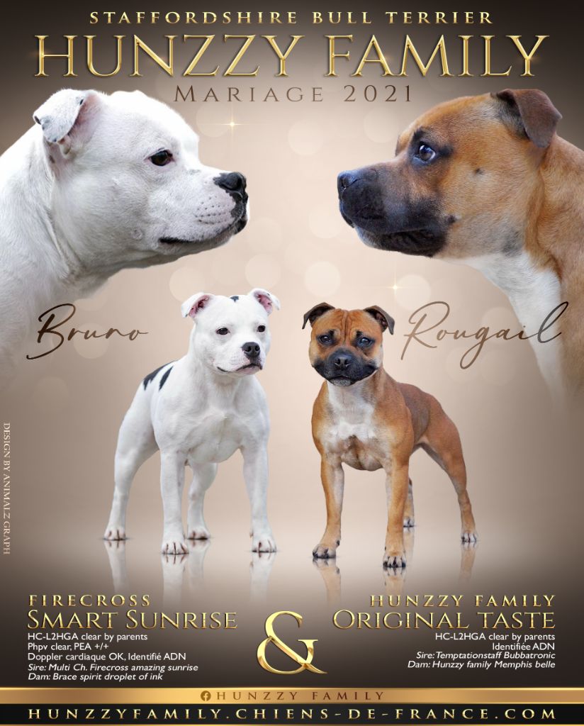 Hunzzy Family - Staffordshire Bull Terrier - Portée née le 19/10/2021