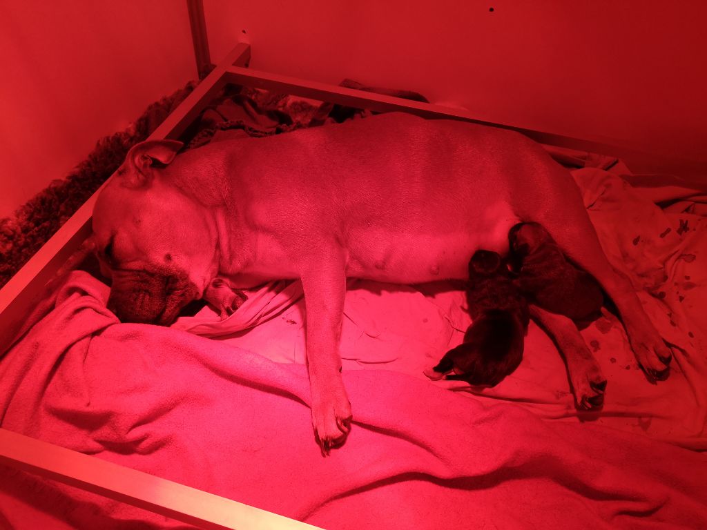 Hunzzy Family - Staffordshire Bull Terrier - Portée née le 22/12/2018