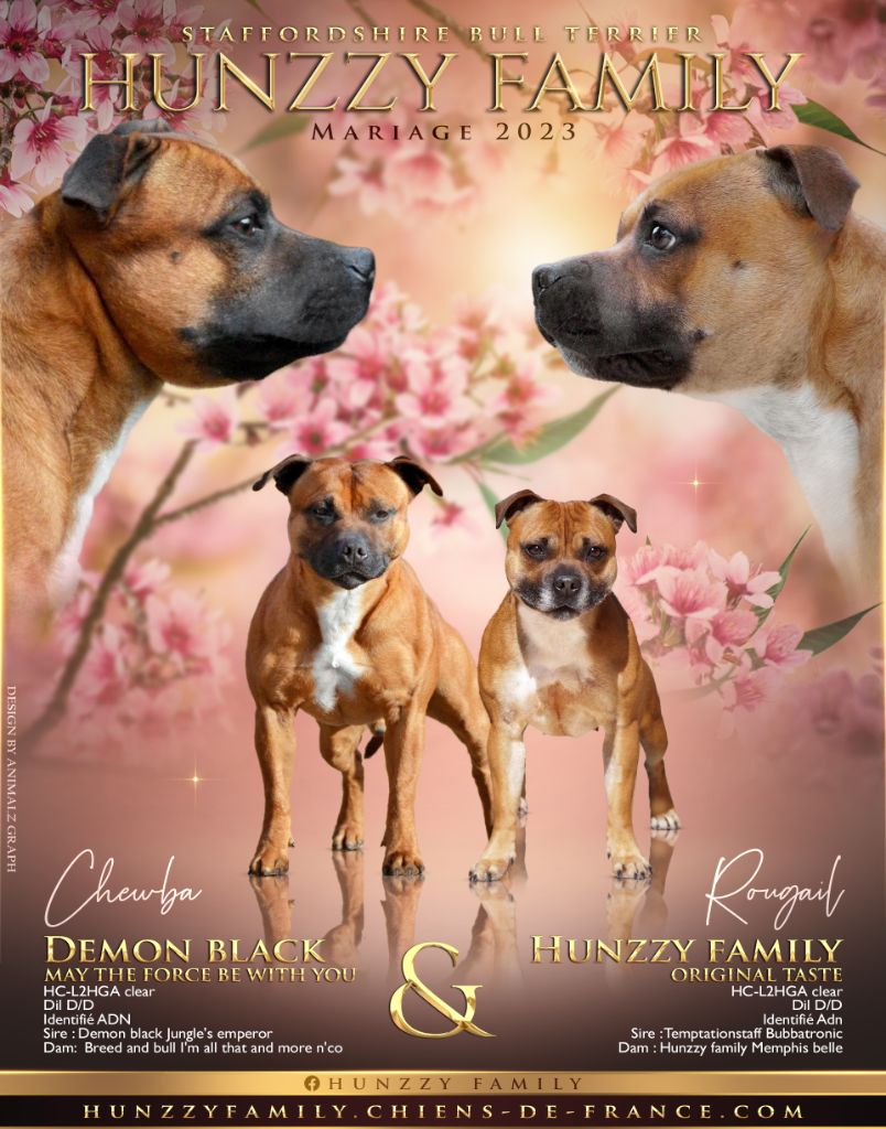 chiot Staffordshire Bull Terrier Hunzzy Family