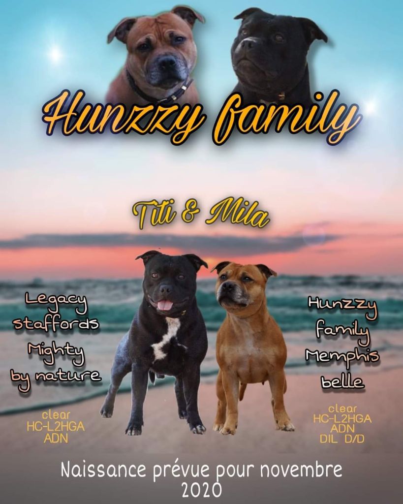 Hunzzy Family - Staffordshire Bull Terrier - Portée née le 31/10/2020