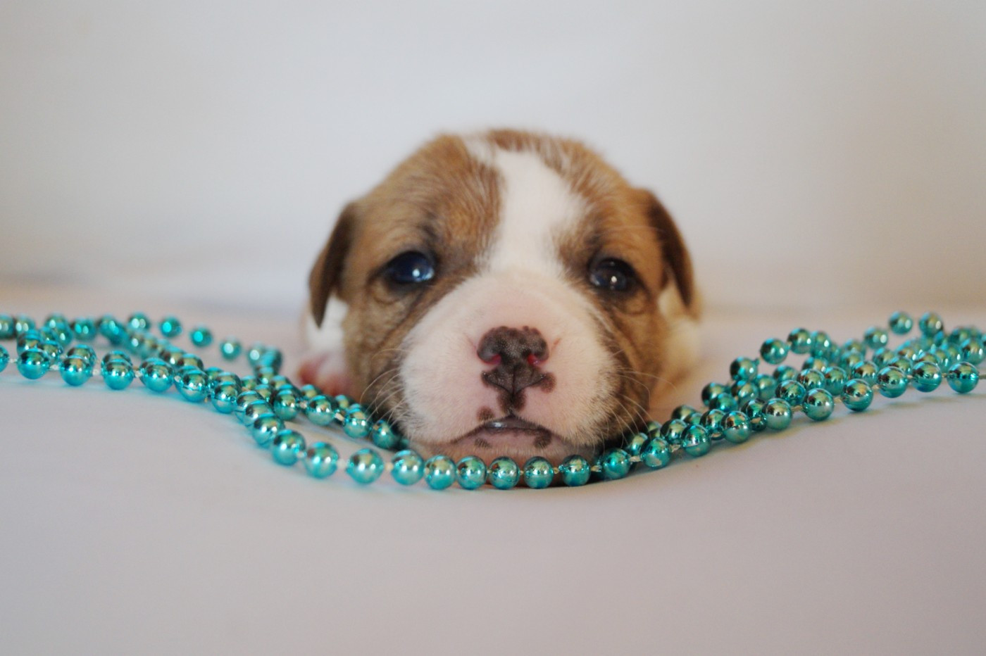 Hunzzy Family - Chiots disponibles - Staffordshire Bull Terrier