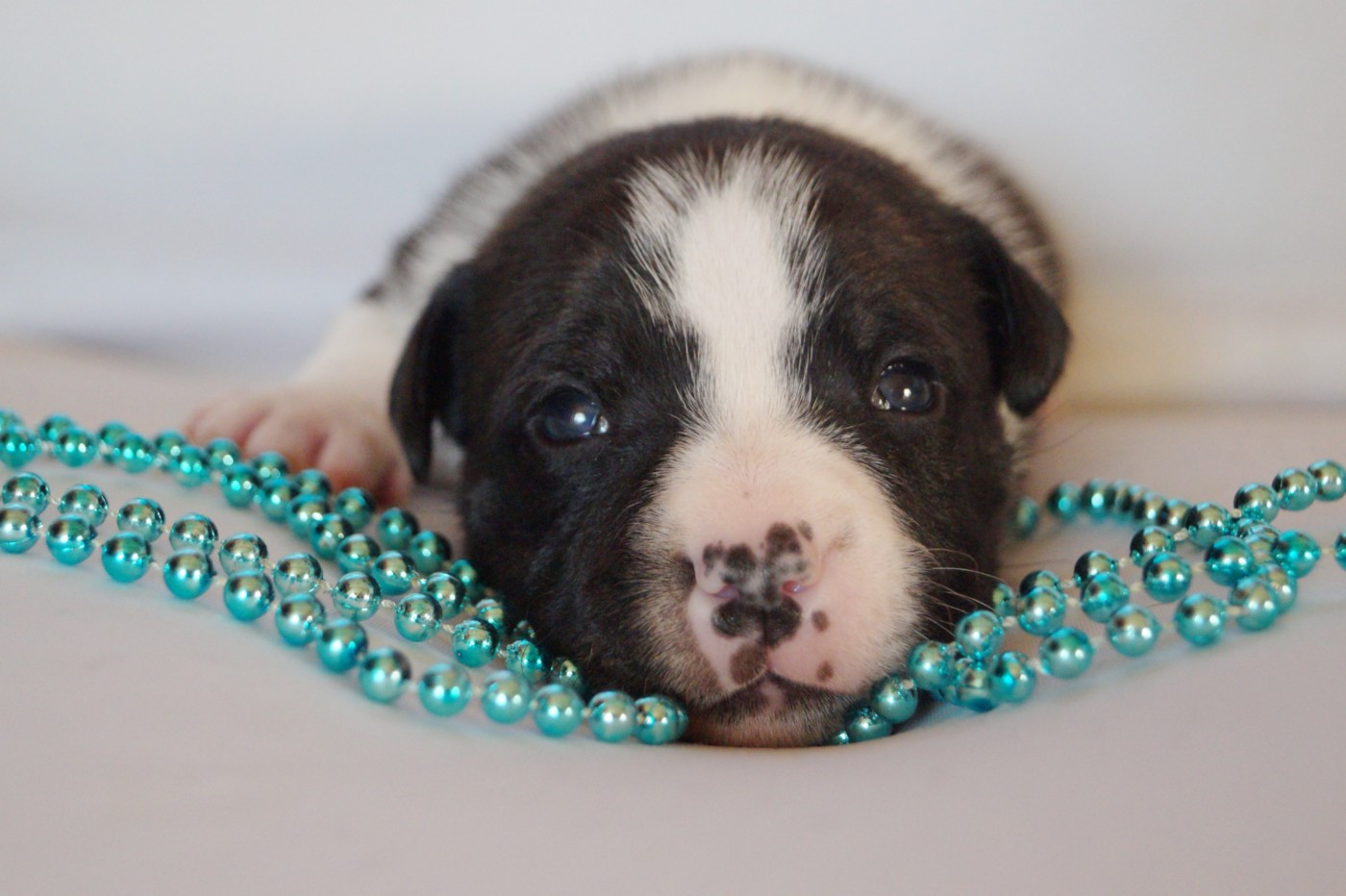 Hunzzy Family - Chiots disponibles - Staffordshire Bull Terrier