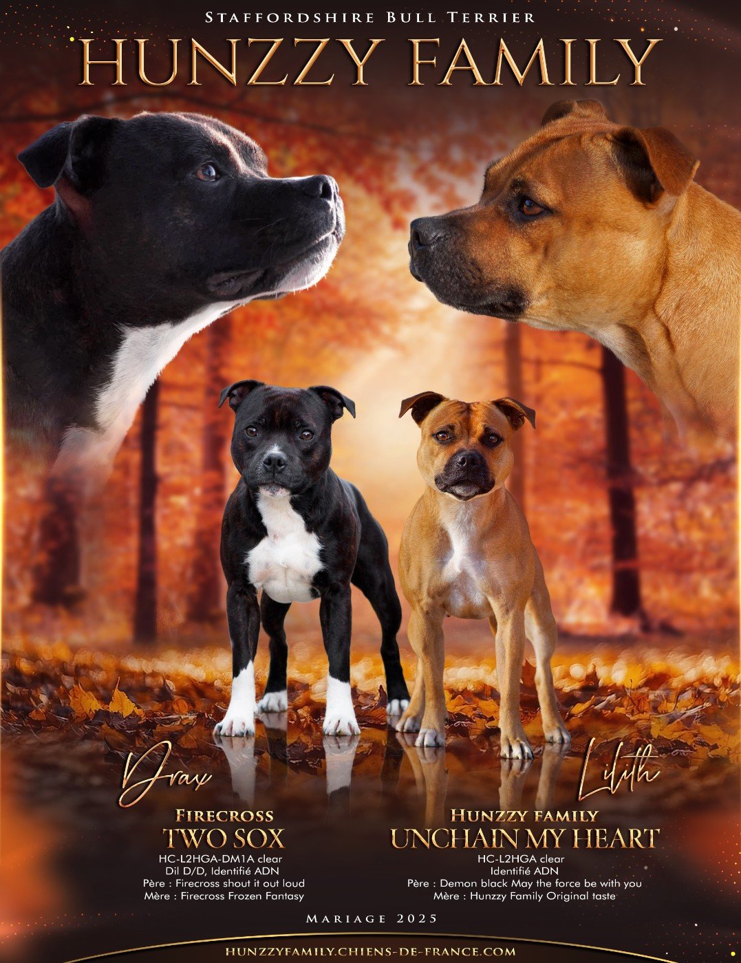 Chiot Staffordshire Bull Terrier Hunzzy Family