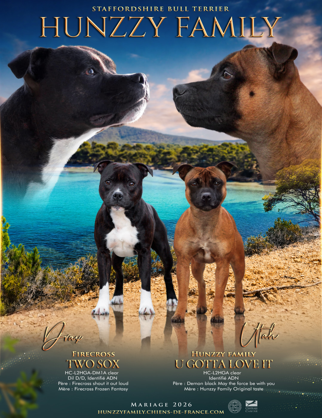 Chiot Staffordshire Bull Terrier Hunzzy Family