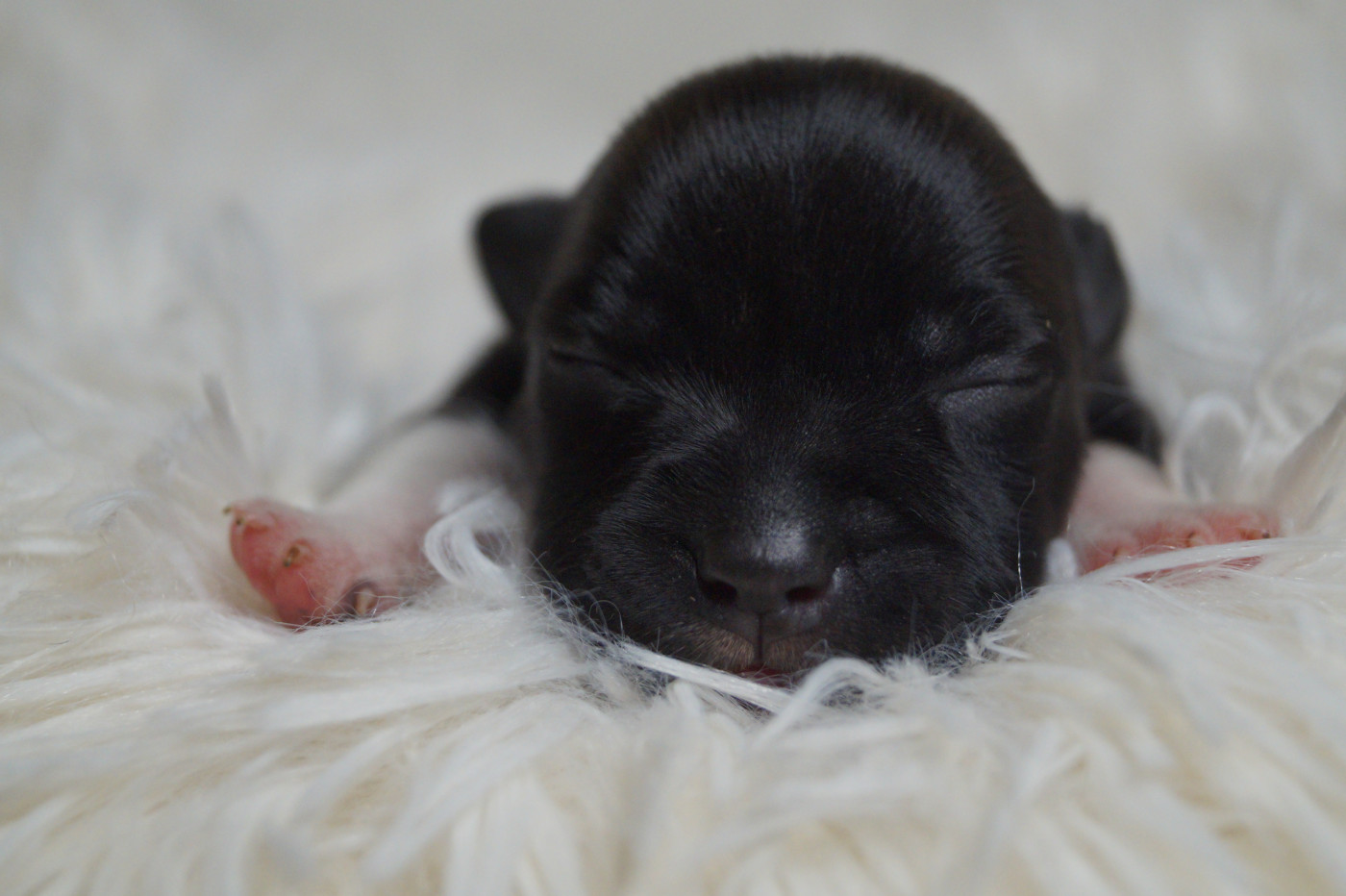 Hunzzy Family - Chiots disponibles - Staffordshire Bull Terrier
