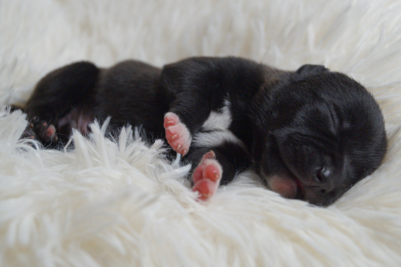 Hunzzy Family - Chiots disponibles - Staffordshire Bull Terrier