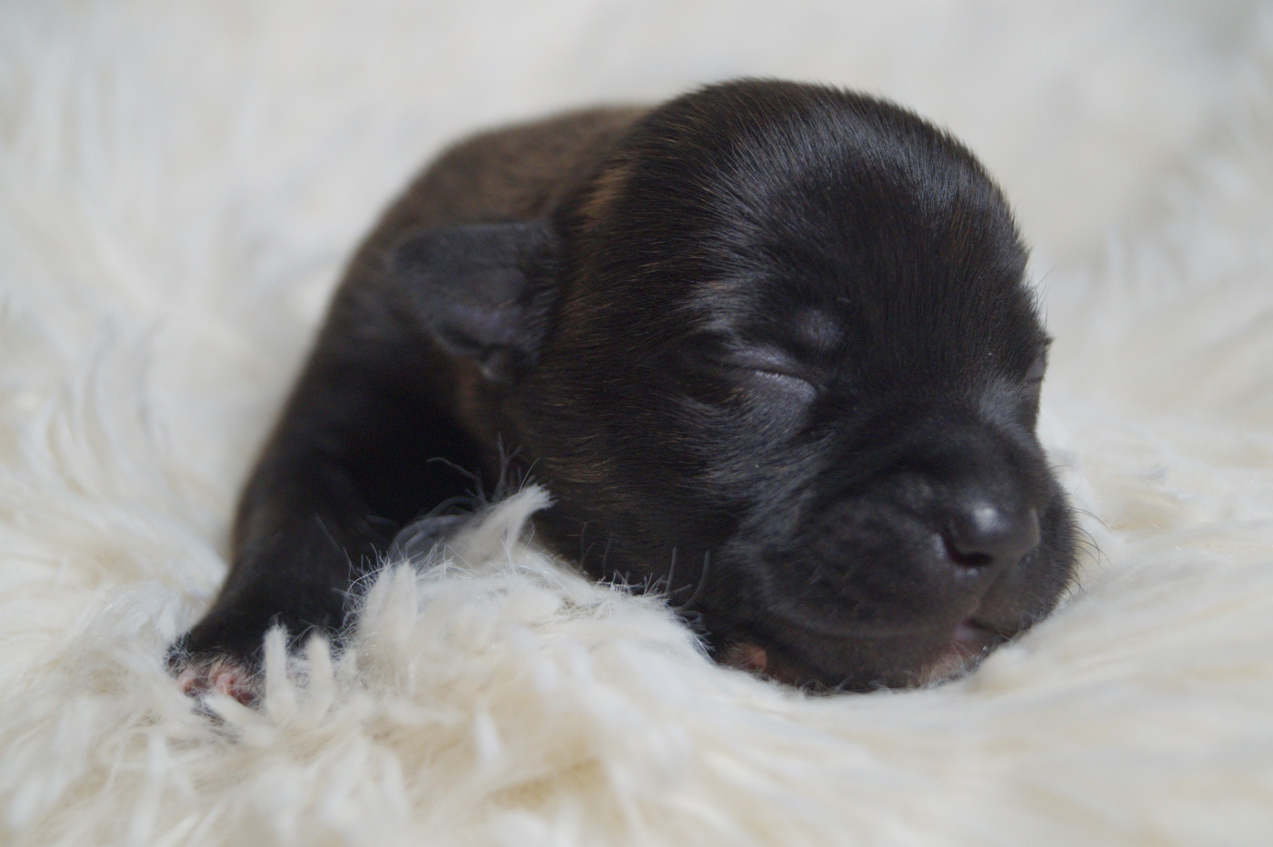 Hunzzy Family - Chiots disponibles - Staffordshire Bull Terrier