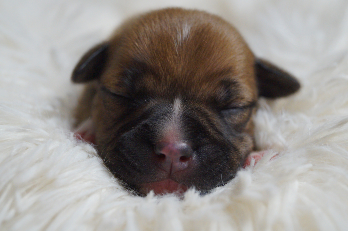 Hunzzy Family - Chiots disponibles - Staffordshire Bull Terrier