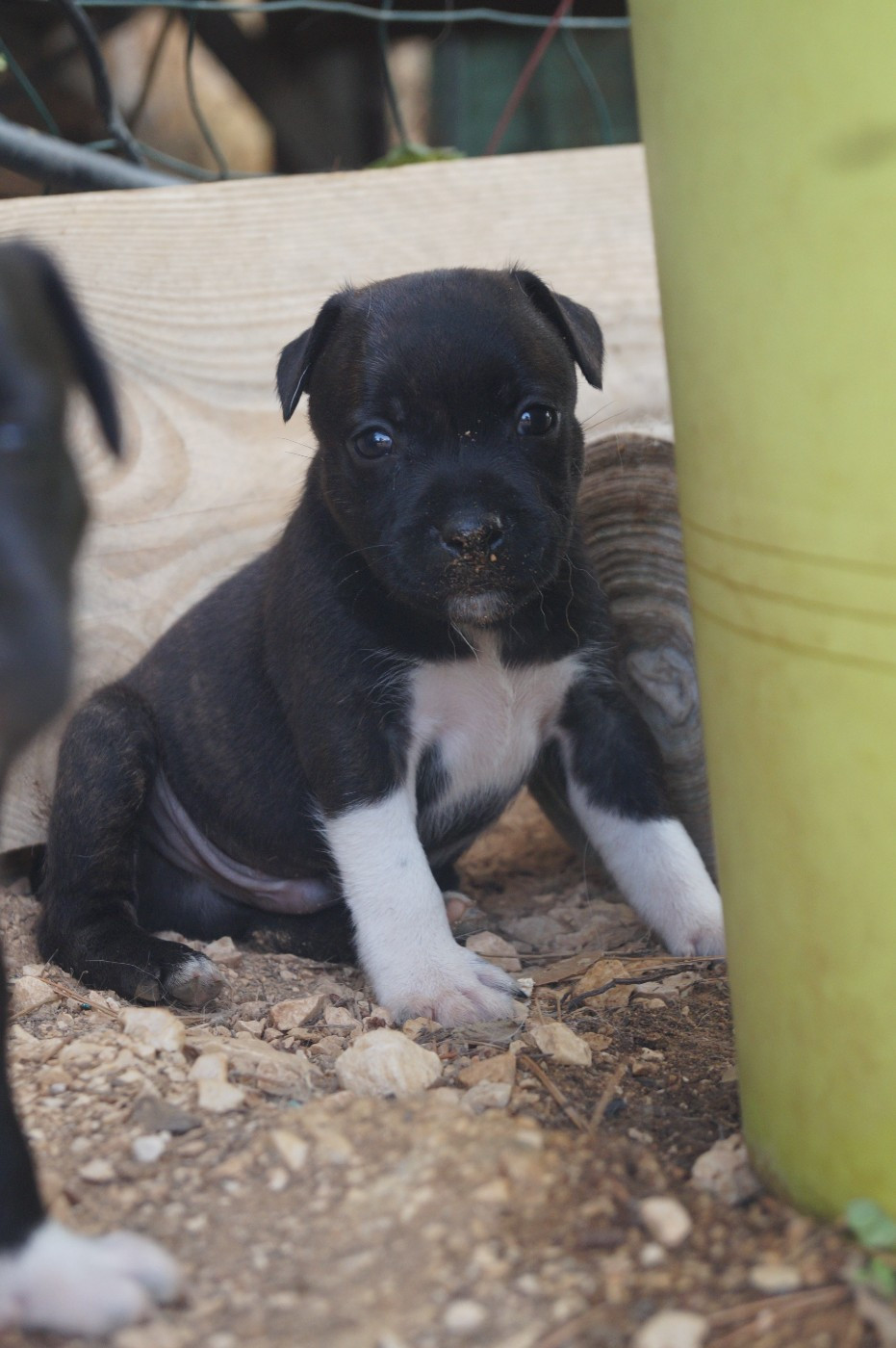Hunzzy Family - Chiots disponibles - Staffordshire Bull Terrier