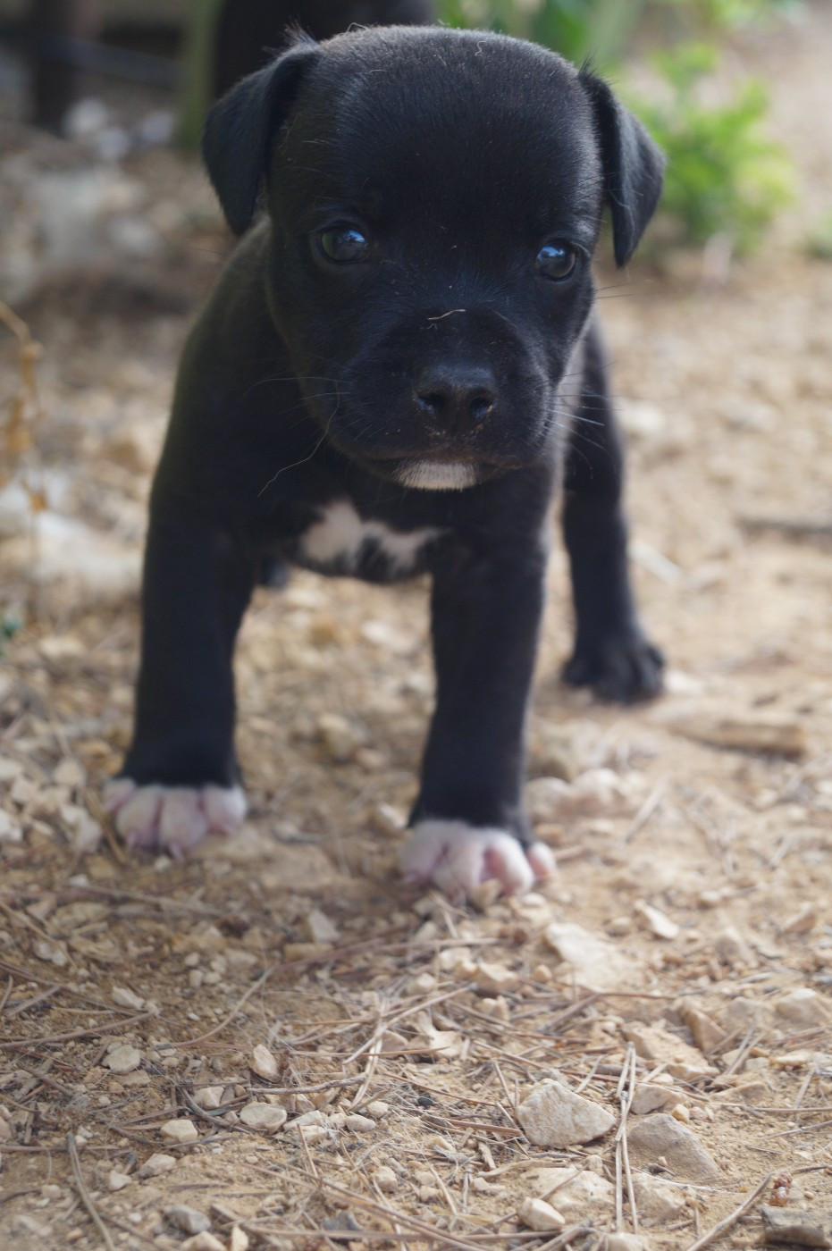 Hunzzy Family - Chiots disponibles - Staffordshire Bull Terrier