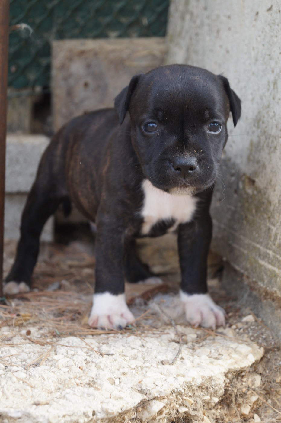 Hunzzy Family - Chiots disponibles - Staffordshire Bull Terrier