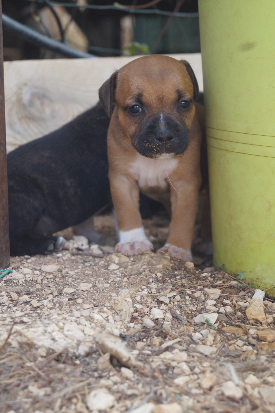 Hunzzy Family - Chiots disponibles - Staffordshire Bull Terrier