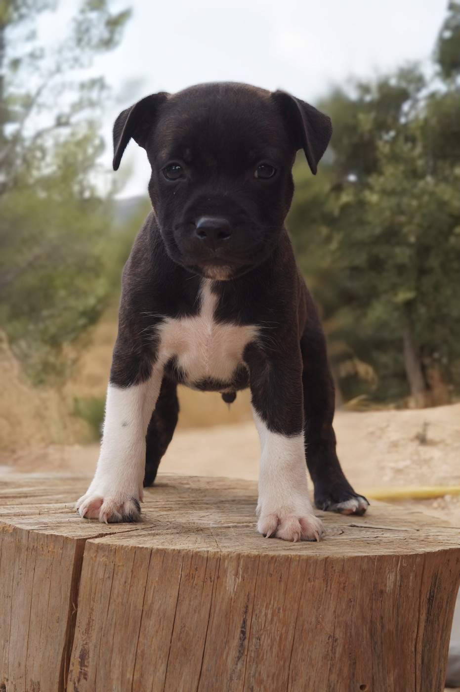 Hunzzy Family - Chiots disponibles - Staffordshire Bull Terrier