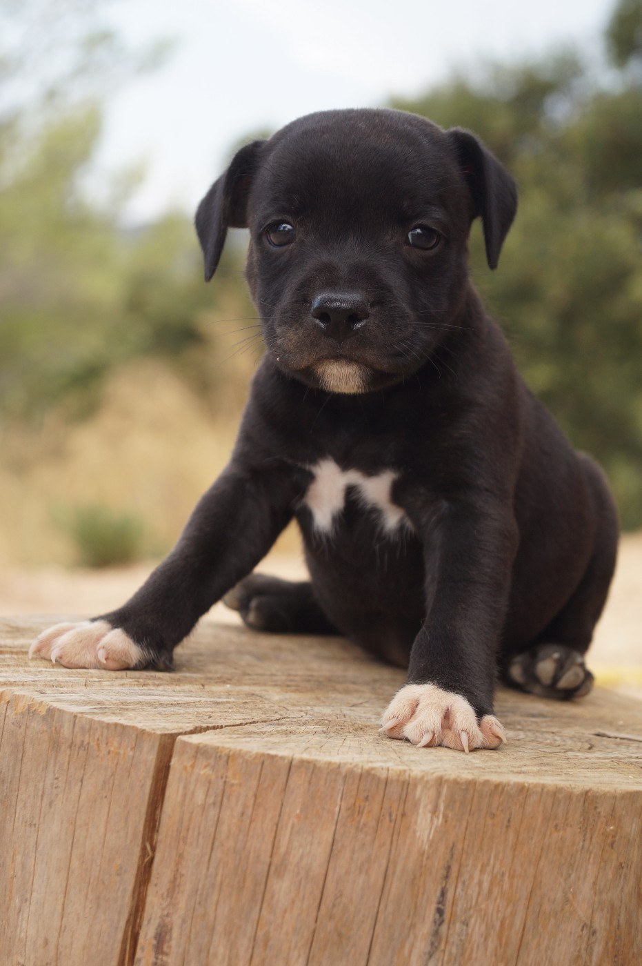 Hunzzy Family - Chiots disponibles - Staffordshire Bull Terrier