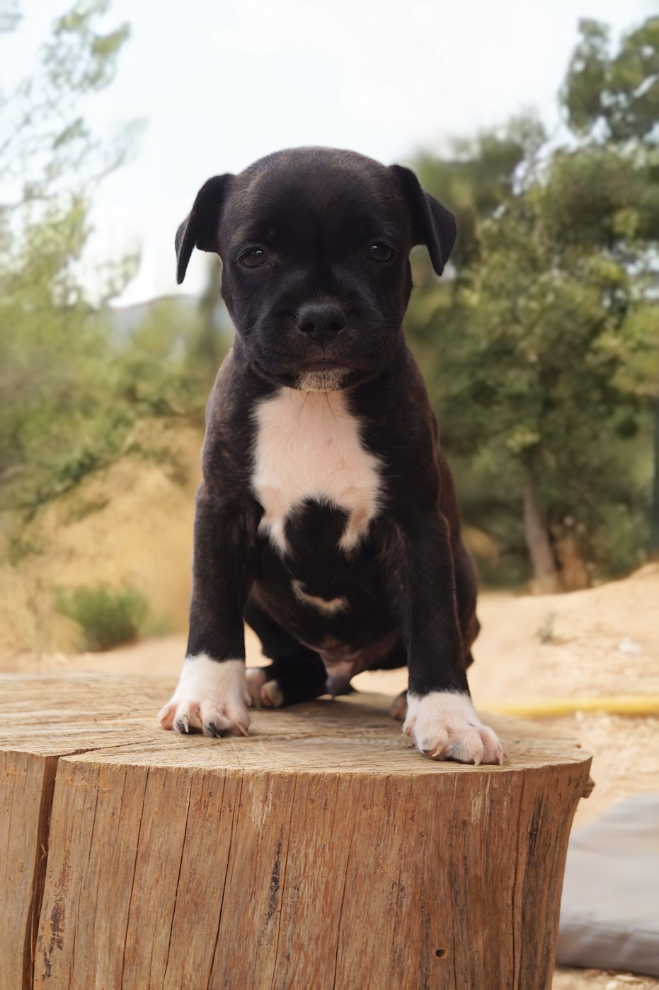 Hunzzy Family - Chiots disponibles - Staffordshire Bull Terrier