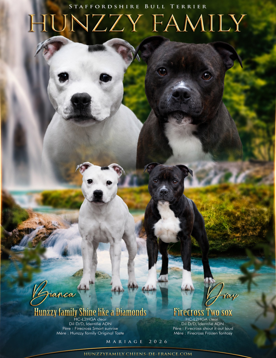Chiot Staffordshire Bull Terrier Hunzzy Family
