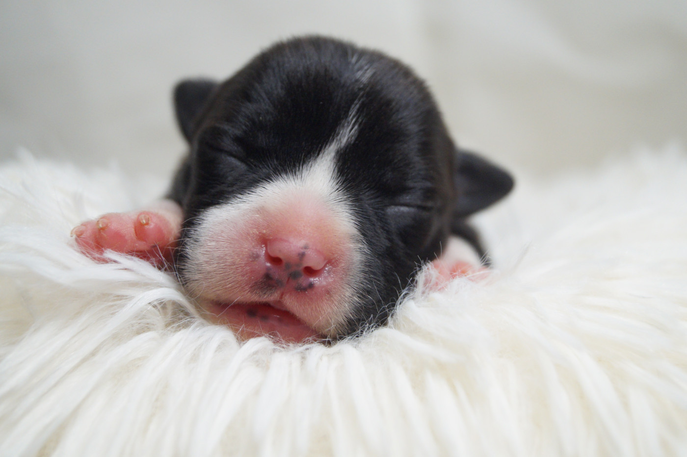 Hunzzy Family - Chiots disponibles - Staffordshire Bull Terrier