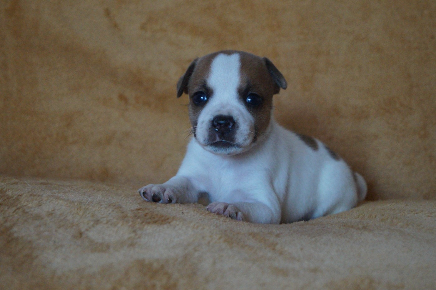 Hunzzy Family - Chiots disponibles - Staffordshire Bull Terrier