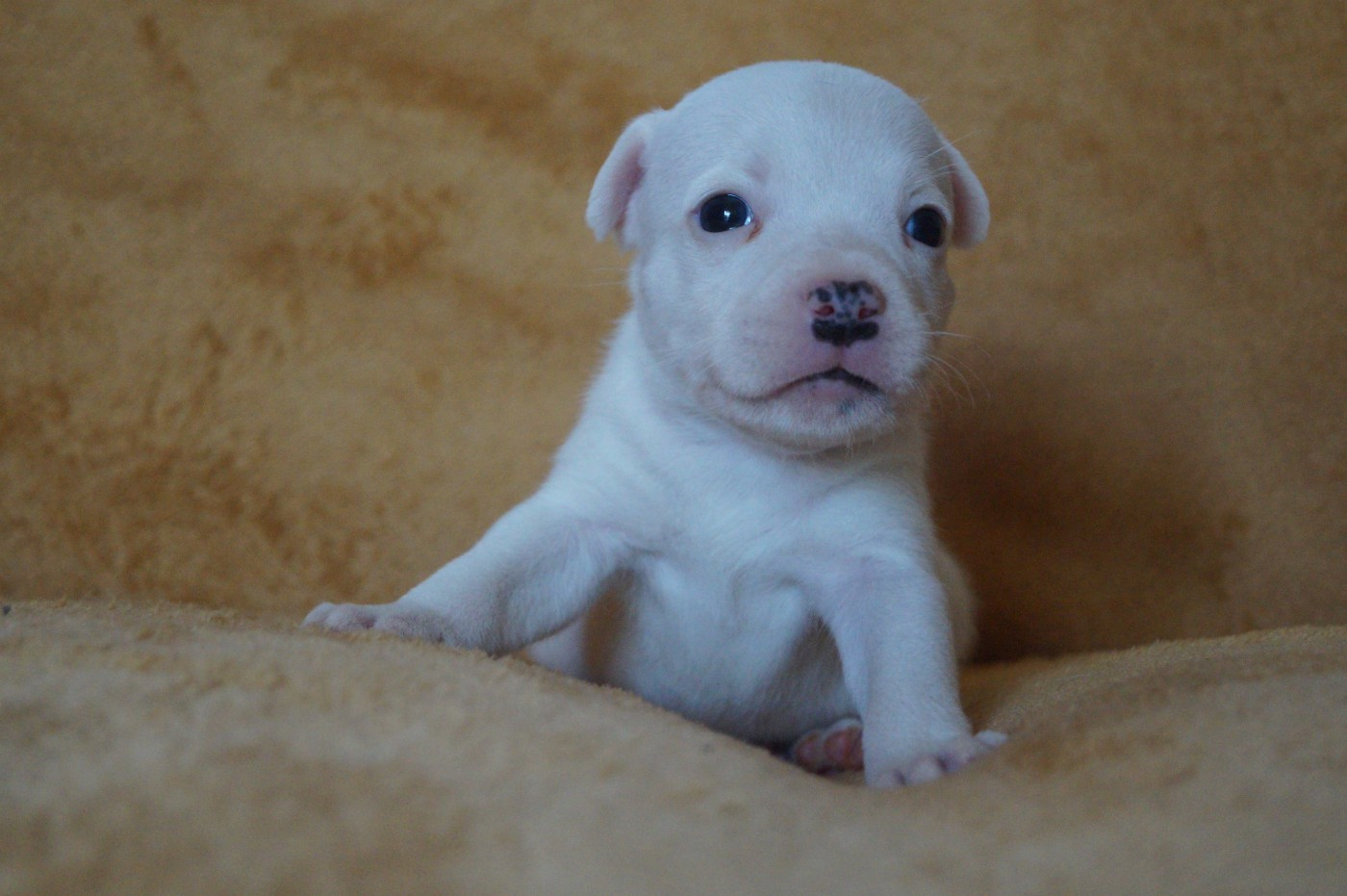 Hunzzy Family - Chiots disponibles - Staffordshire Bull Terrier