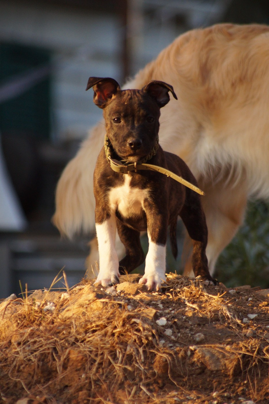 Hunzzy Family - Chiots disponibles - Staffordshire Bull Terrier