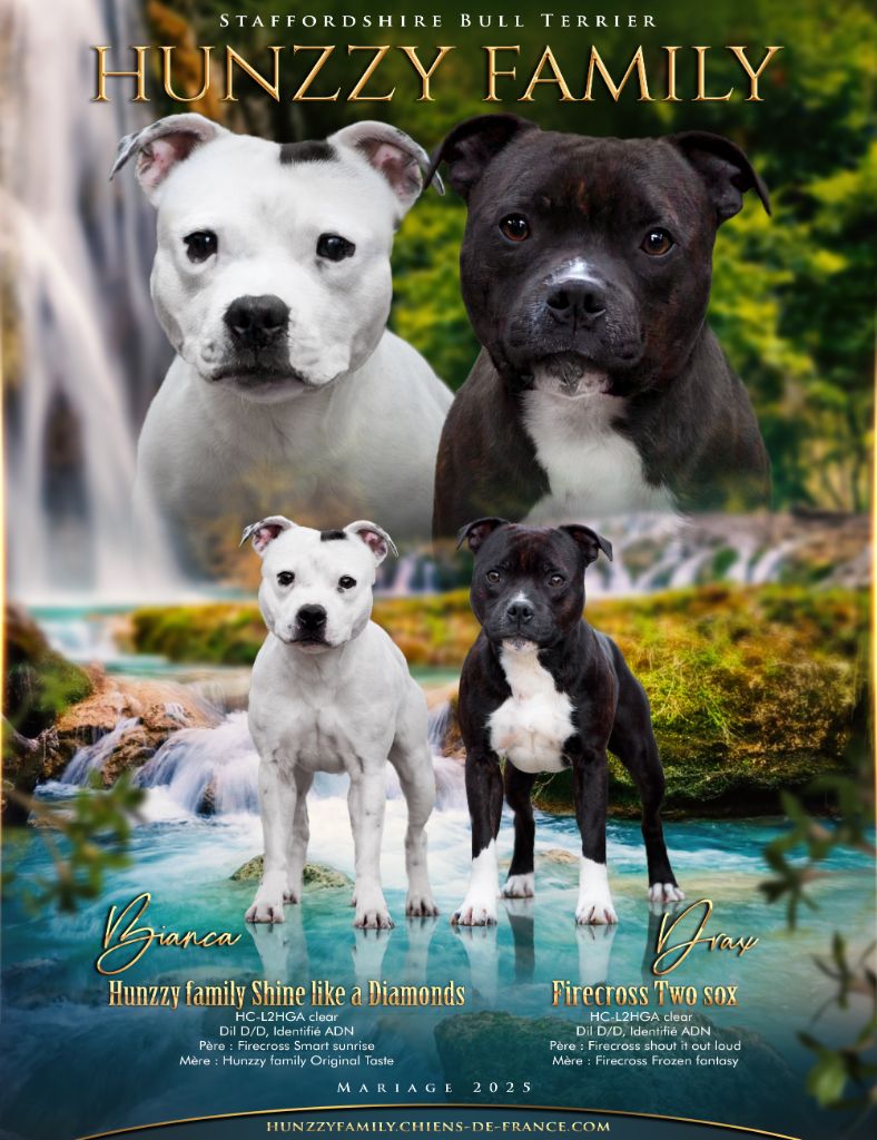 Chiot Staffordshire Bull Terrier Hunzzy Family