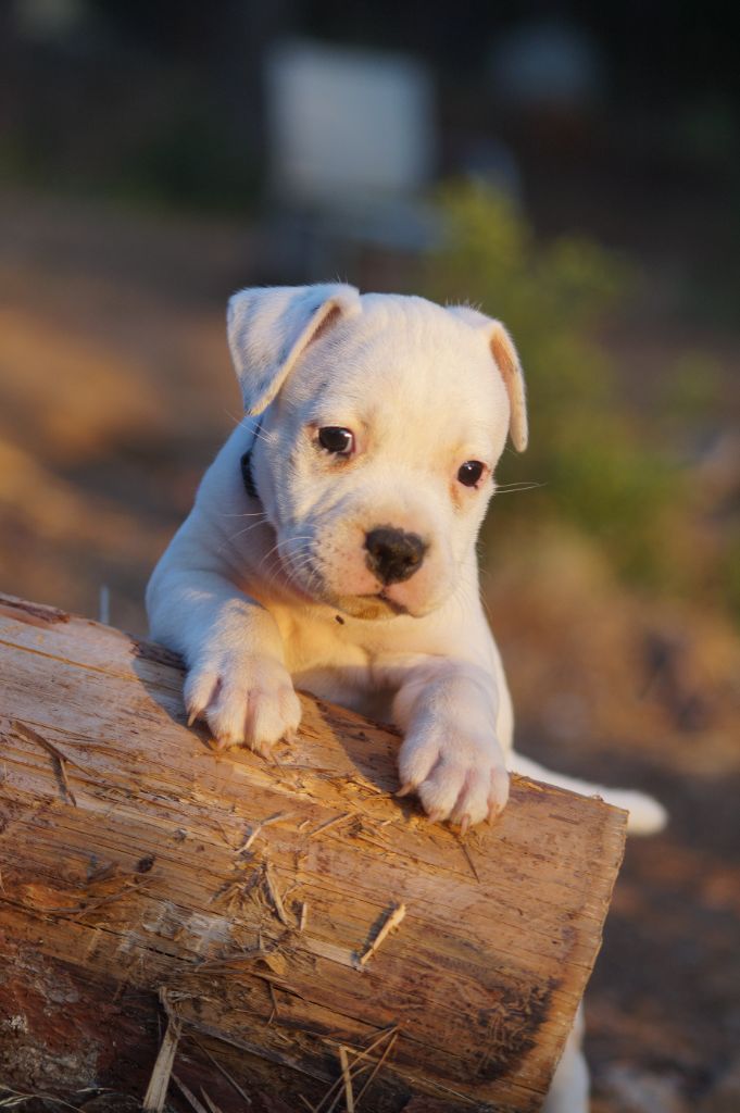 Hunzzy Family - Chiots disponibles - Staffordshire Bull Terrier