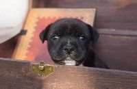 CHIOT